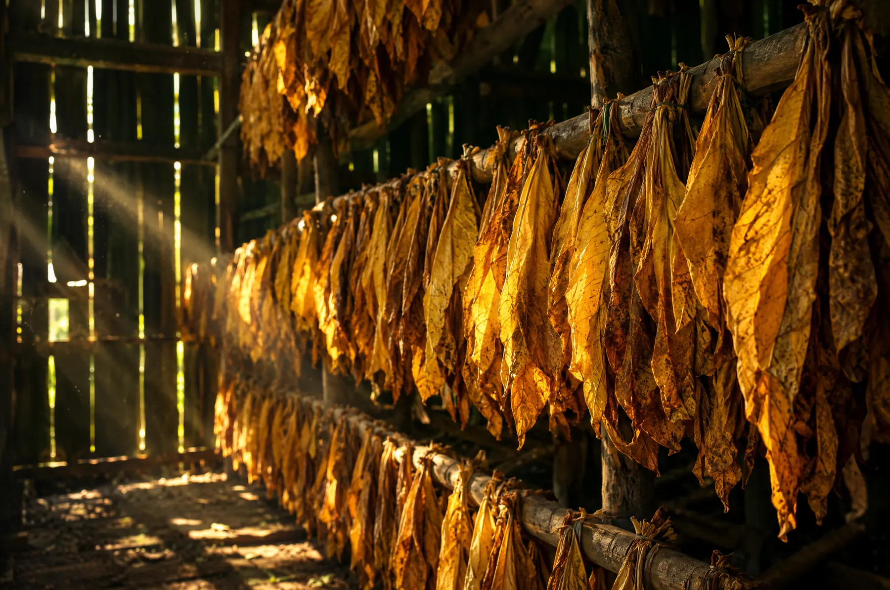 Golden tobacco leaves hanging in a curing barn